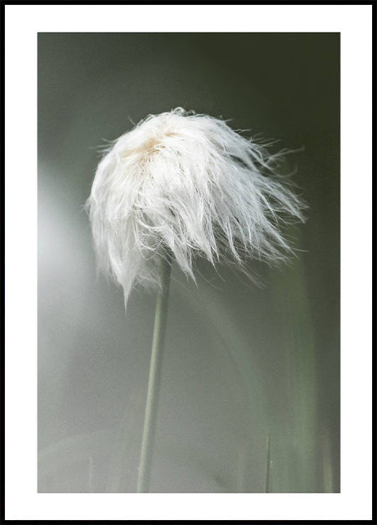 Cottongrass Plakat - Posterbox.no