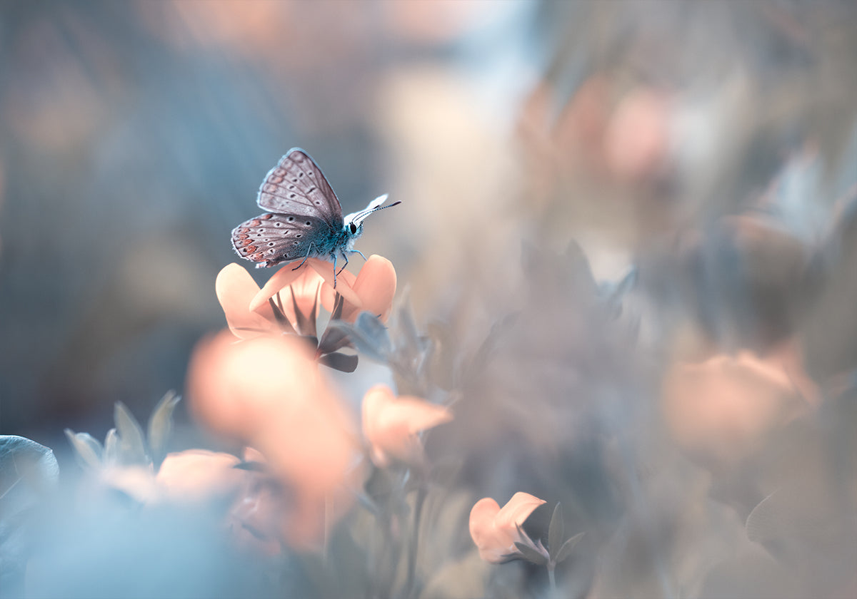 Parmi les dakinis Plakat