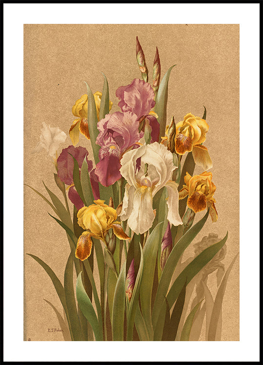 Fleur De Lis, No. 3 Plakat