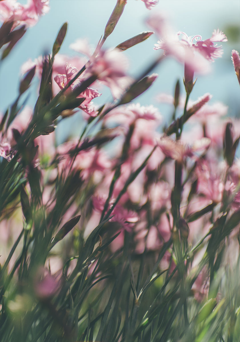 A close-up view of a field of vibrant pink flowers, with the delicate petals and stems creating a sense of depth and movement.