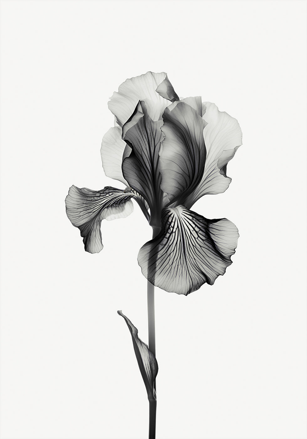 Abstract Iris Plakat