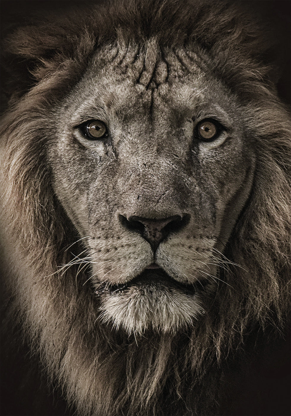 Majestic Lion Close-Up Plakat