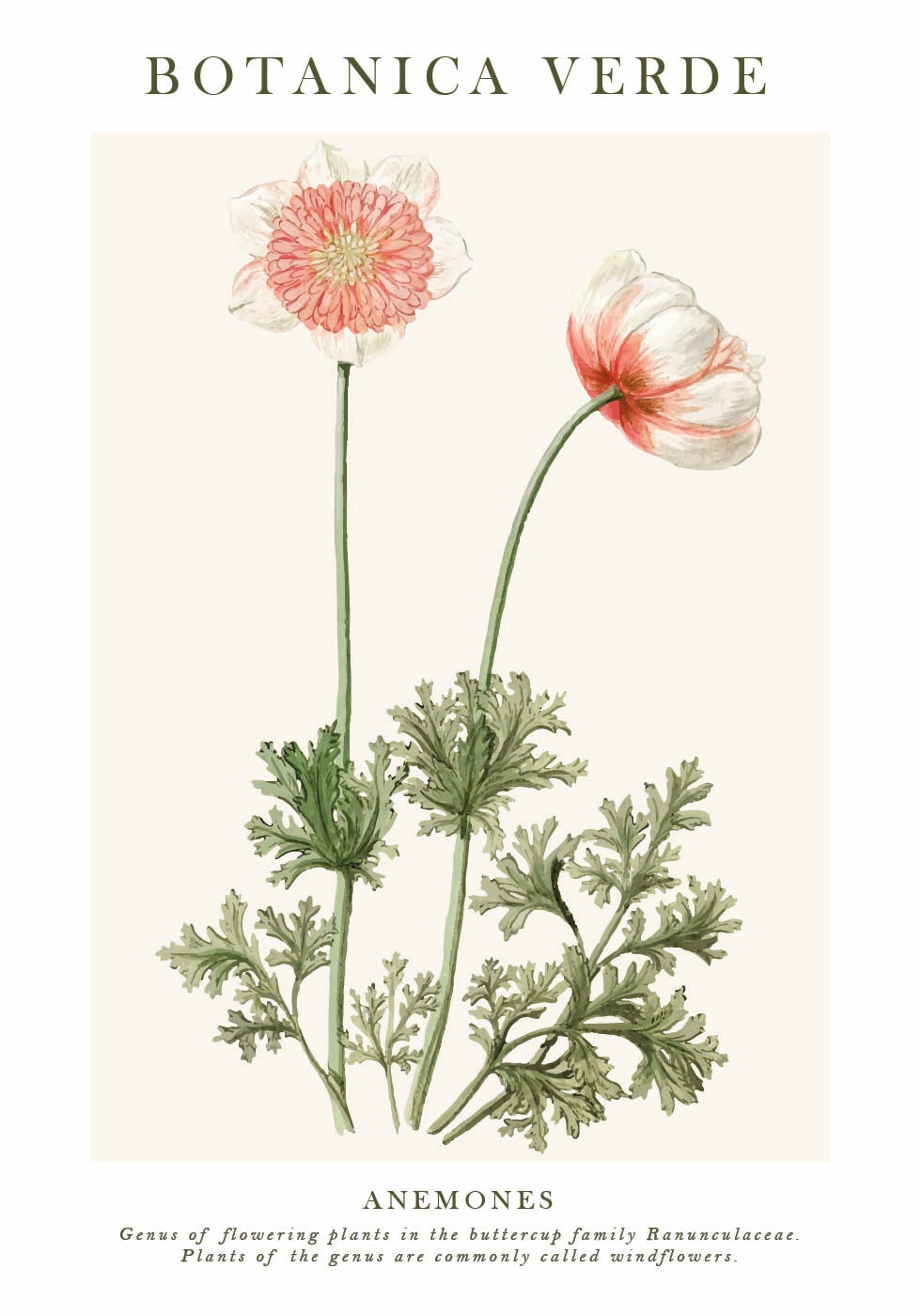 Anemones Plakat