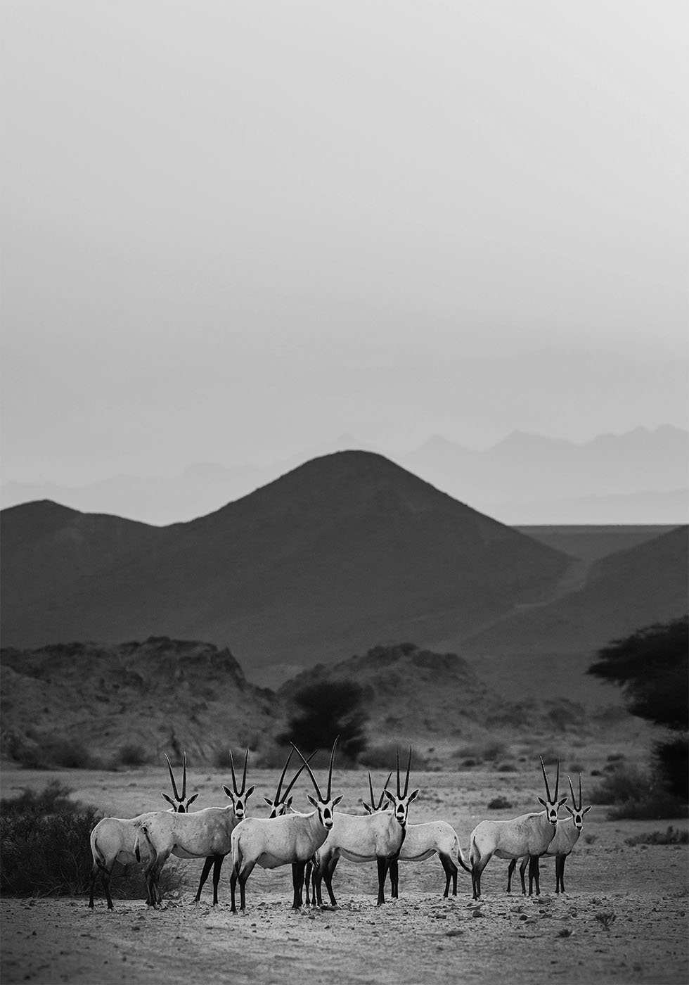 Arabian Oryx Walk The Sands Plakat