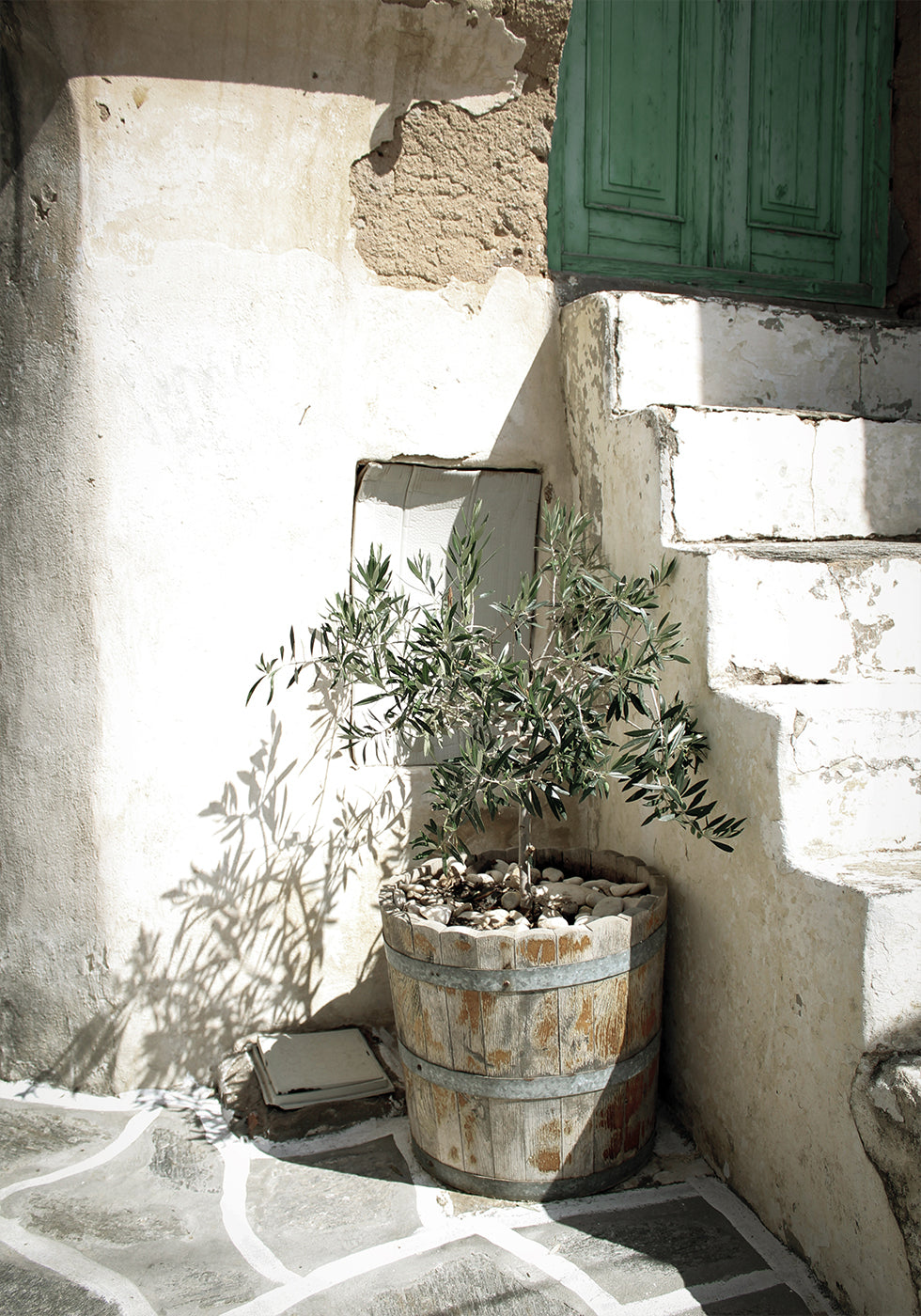 Charming Olive Tree in a Rustic Setting Plakat