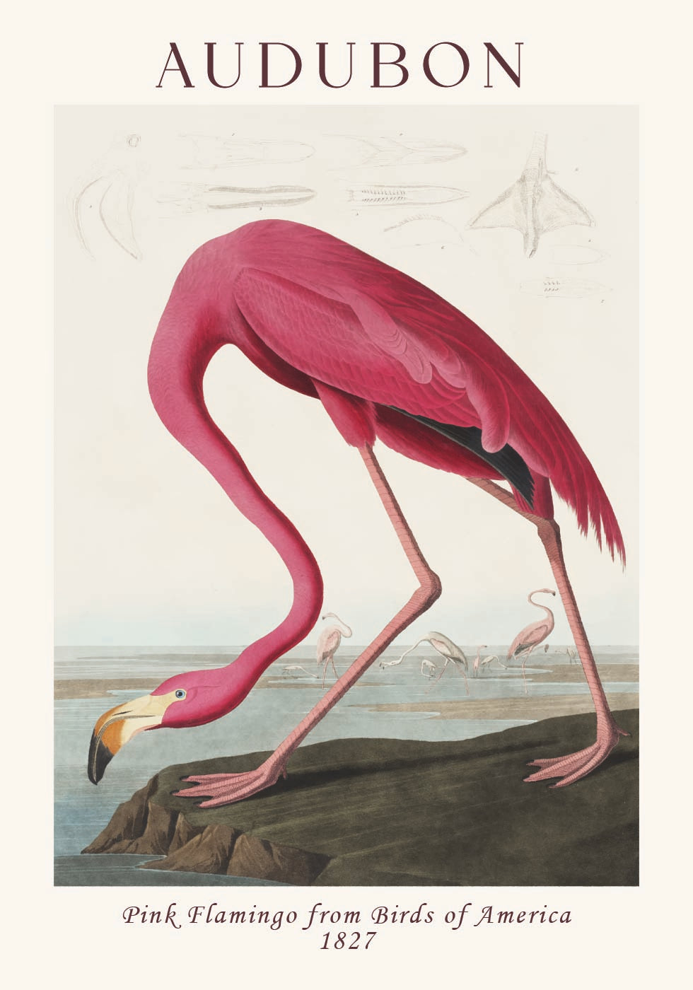 Pink Flamingo Birds of America, Audubon 1827 Plakat