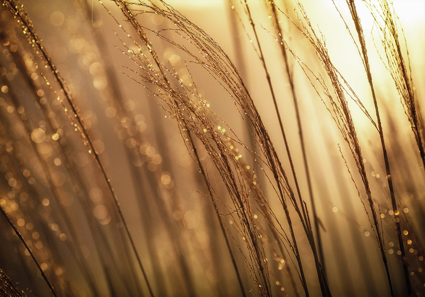 Golden Morning Dew Plakat