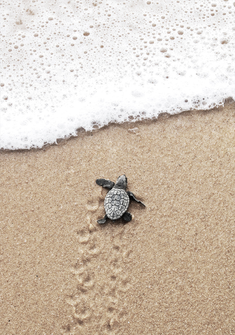 Baby Turtle Meets the Sea Plakat
