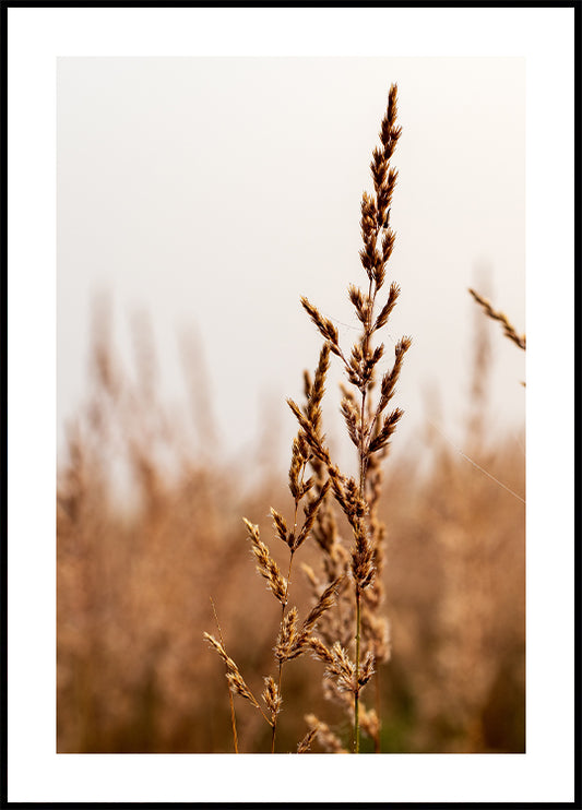 Beach Grass Plakat