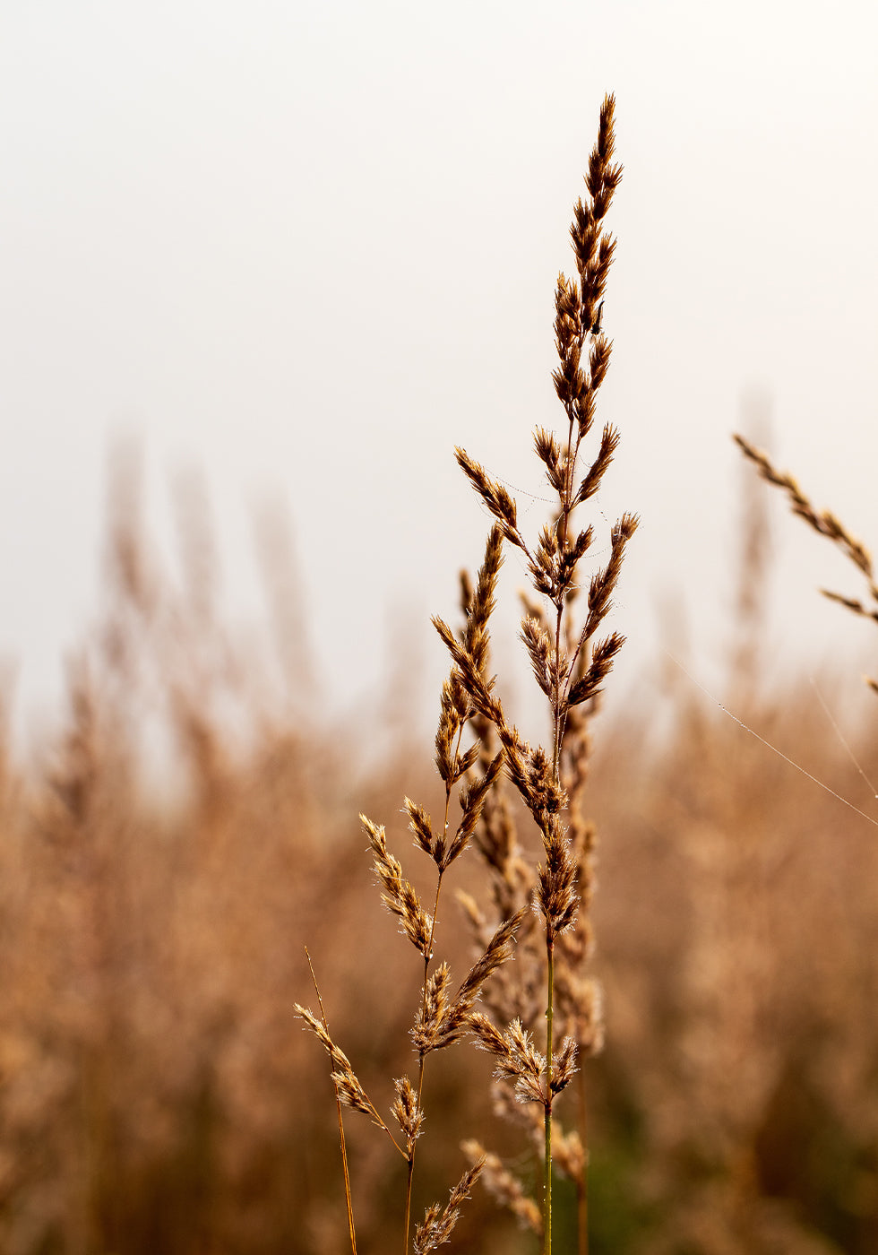 Tranquil Beach Grass Plakat