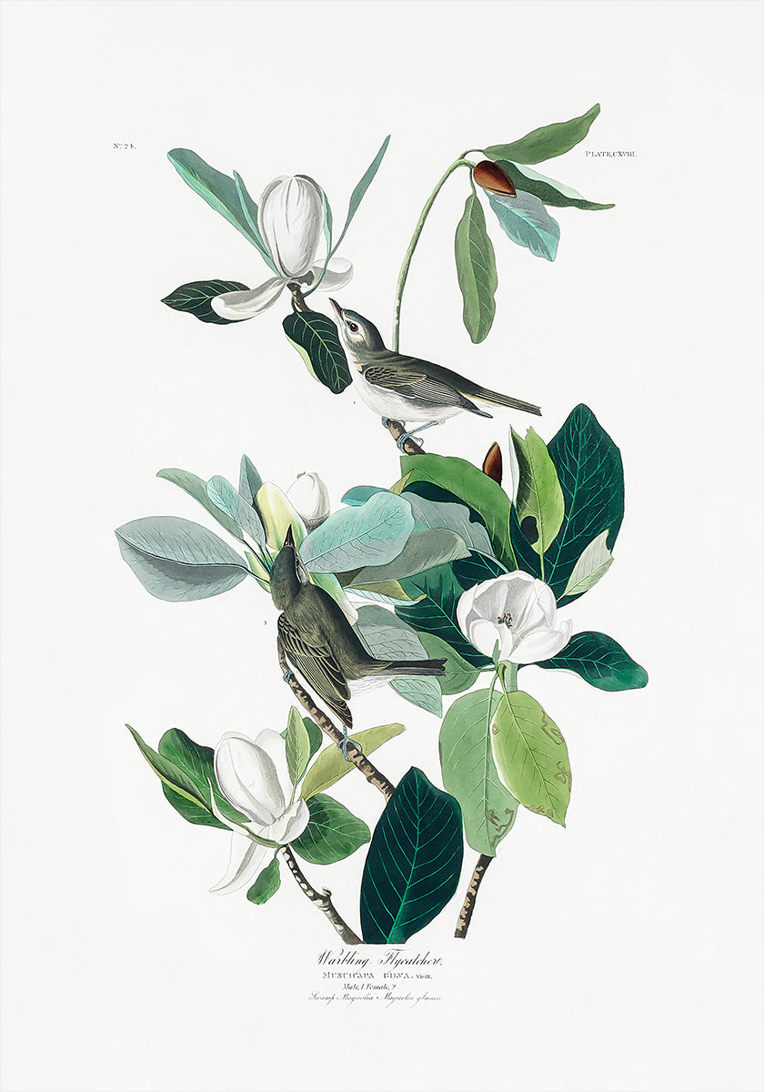 Warbling Flycatcher From Birds of America (1827) Plakat