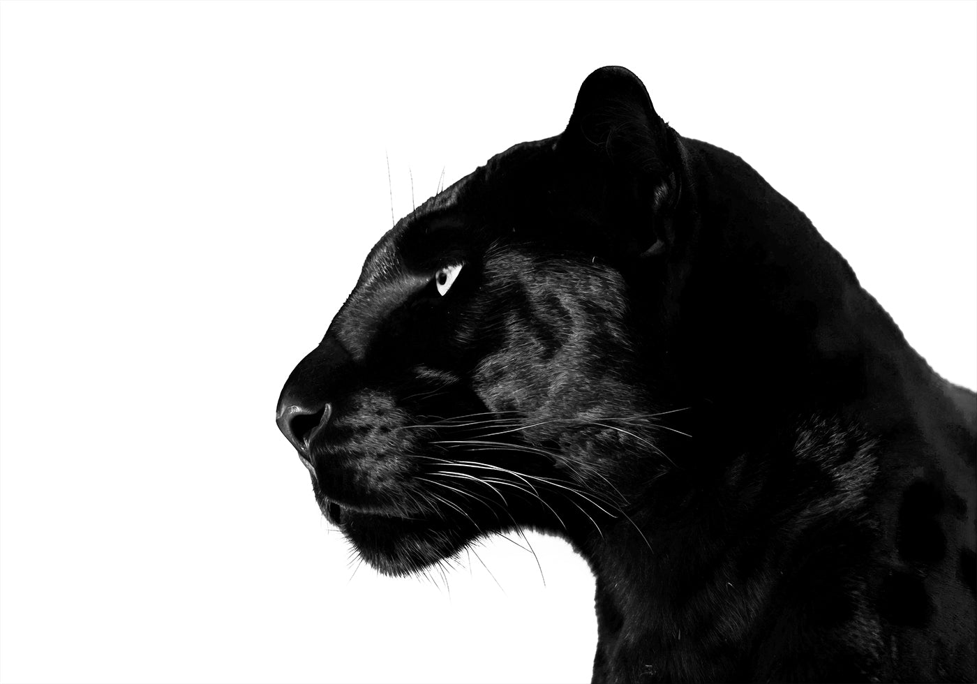 Black Panther Profile Plakat