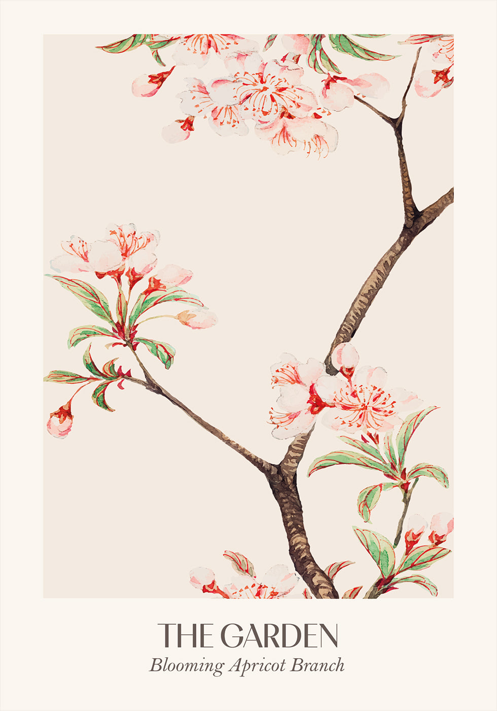 Blooming Apricot Branch Plakat