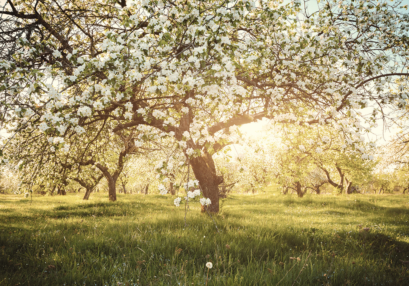 Blooming Cherry Orchard Plakat