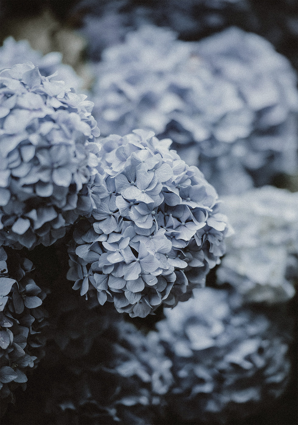 Blue Hydrangea Plakat