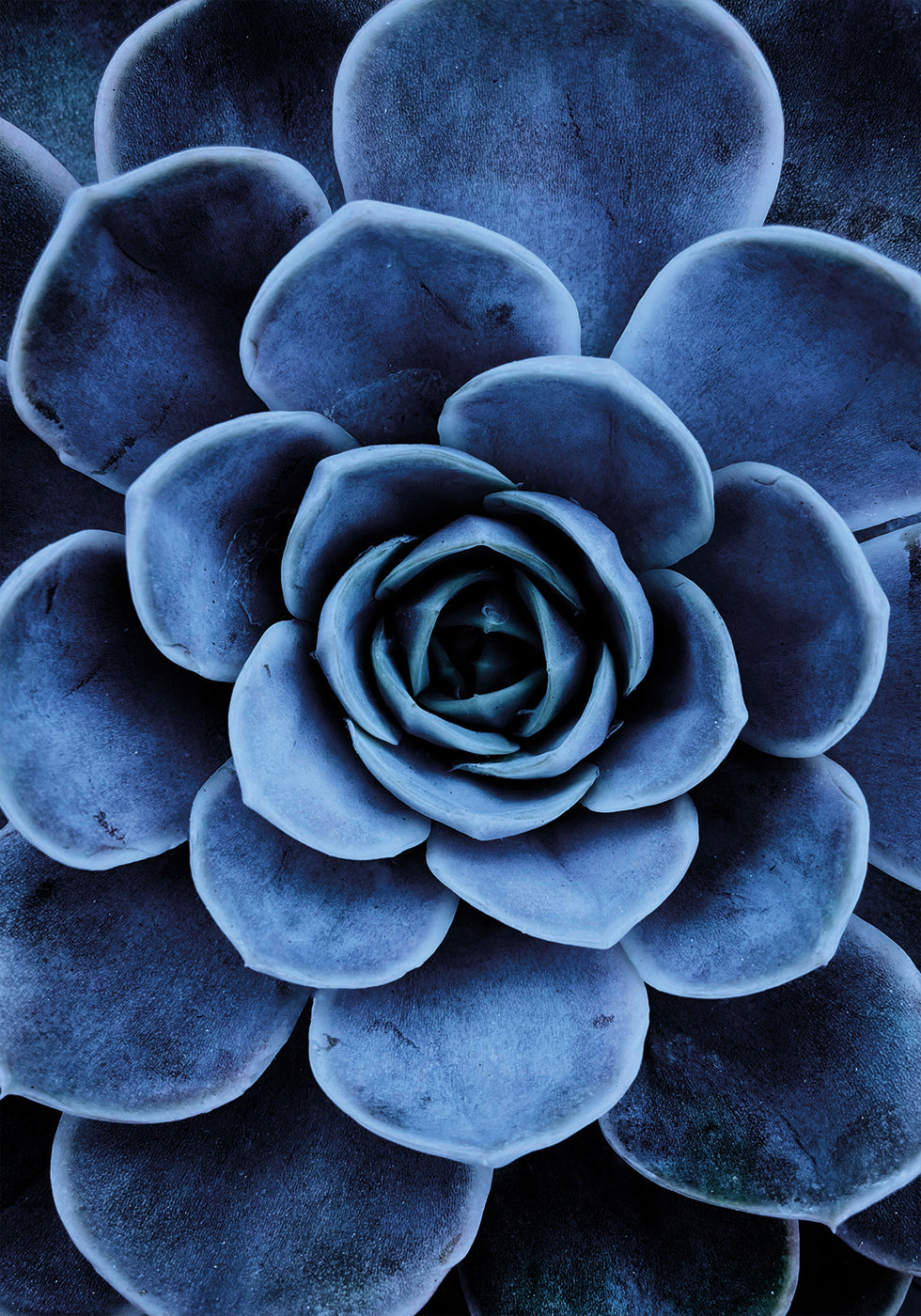 Blue Succulent Plakat