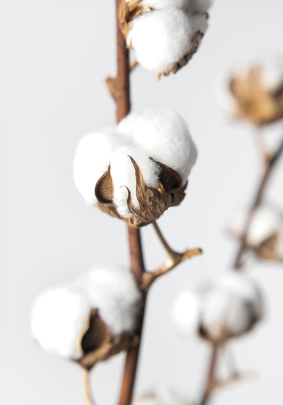 Branches of Fluffy Cotton Plakat