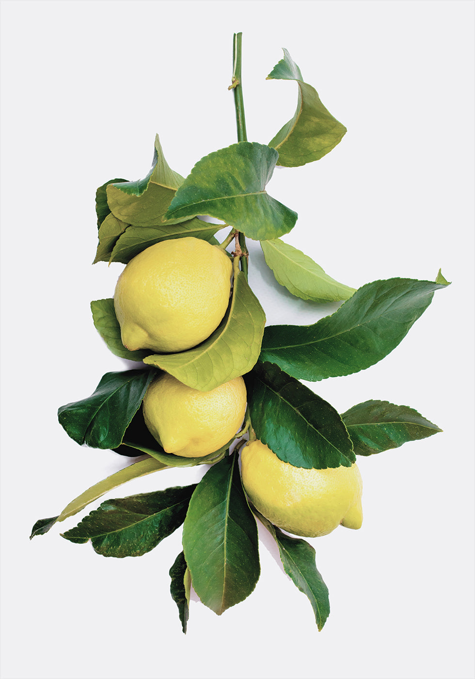 Branch with Lemons Plakat