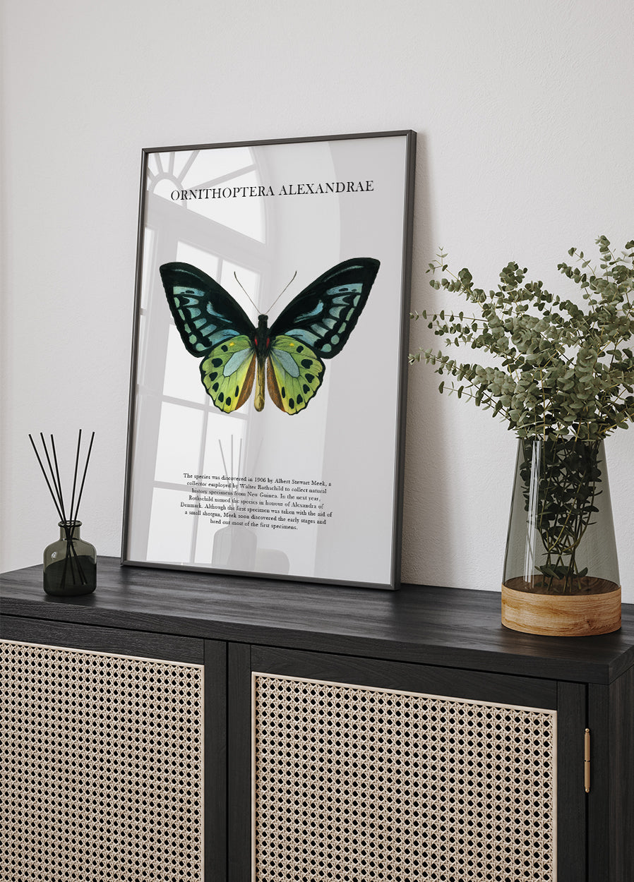 Butterfly Display Plakat