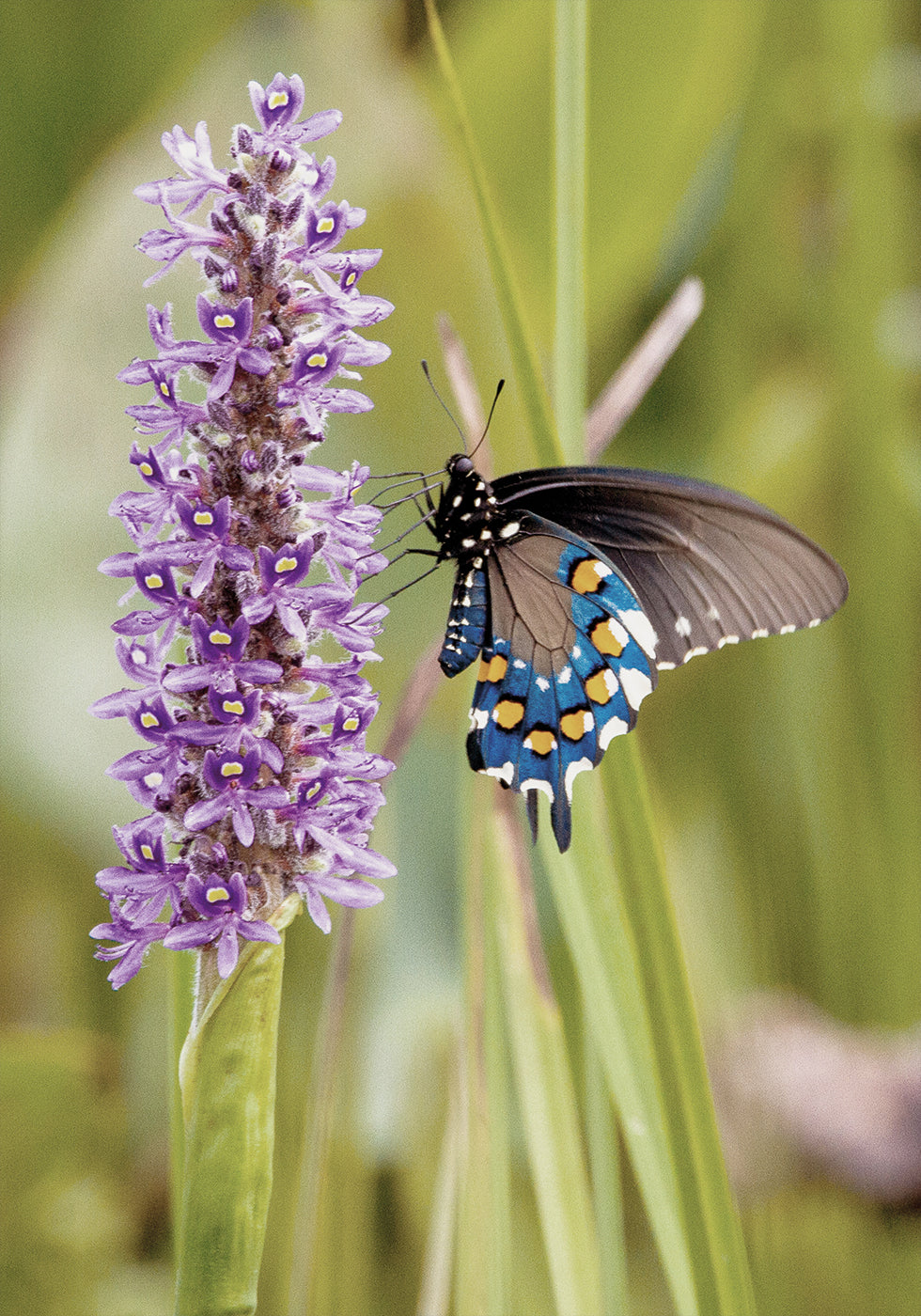 Butterfly On A Flower Plakat