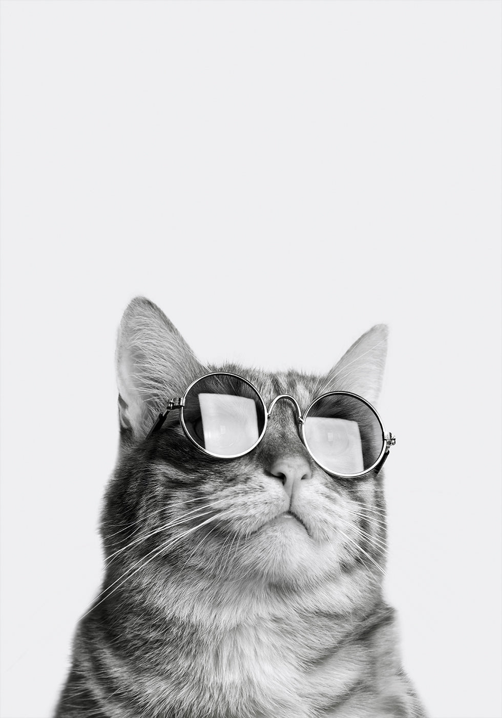 Sophisticated Feline in Sunglasses Plakat