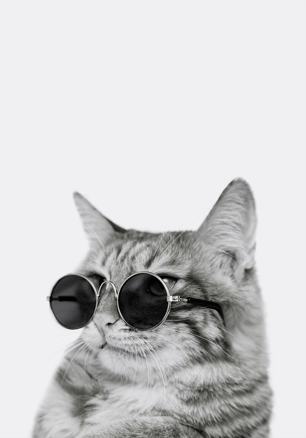 Cool Cat in Shades Plakat