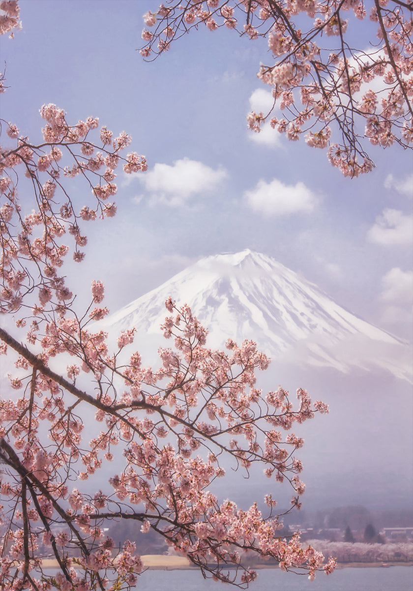 Mt.Fuji in the cherry blossoms