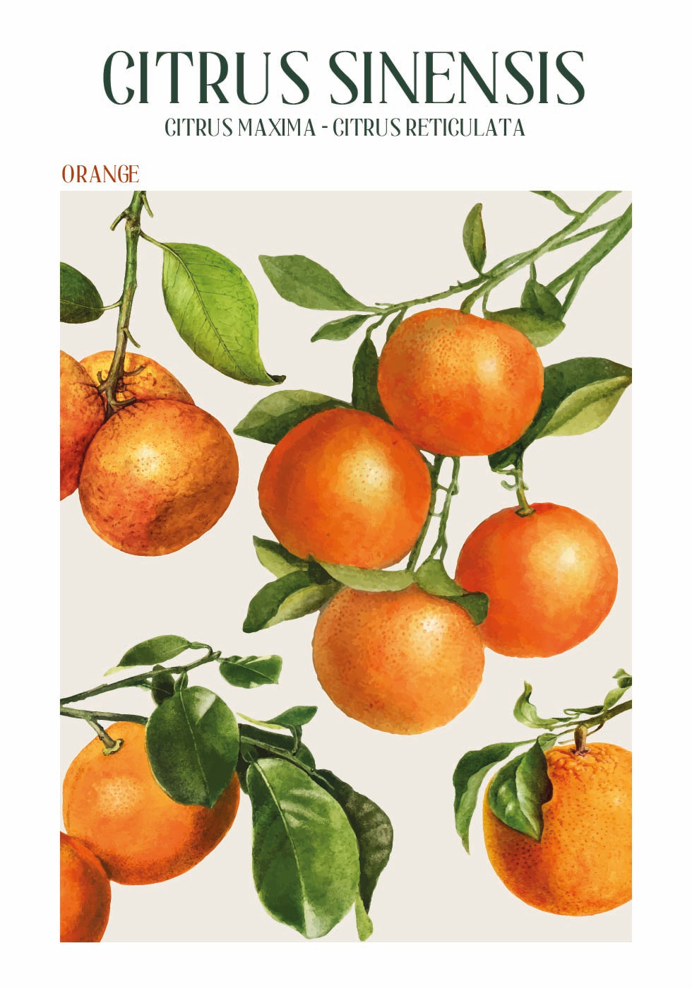 Citrus Sinensis Plakat