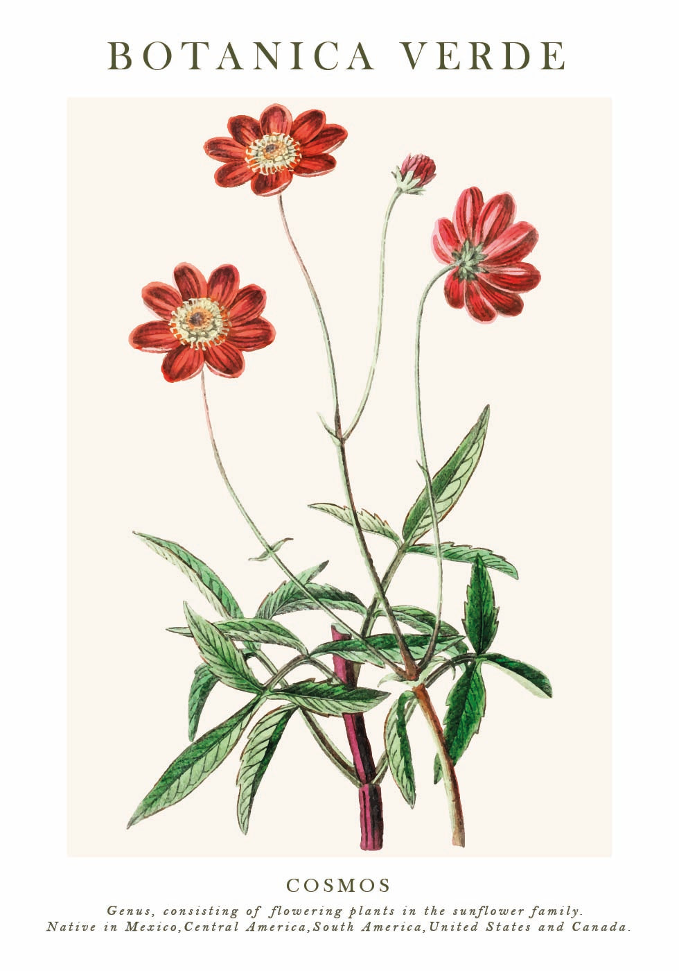 Cosmos Botanical Plakat