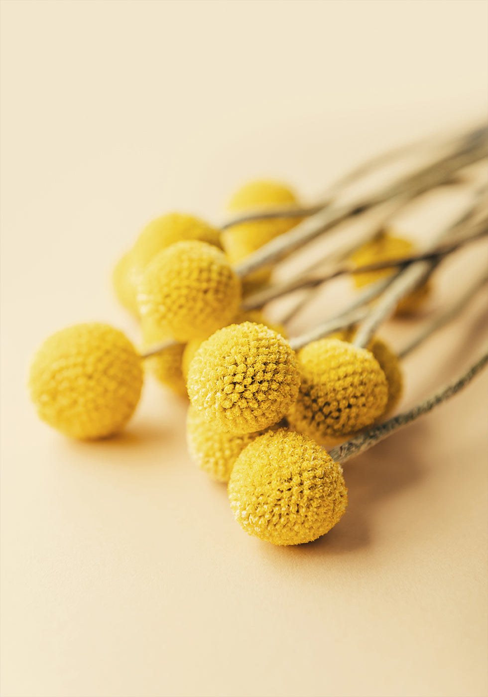 Craspedia Globosa Flowers Plakat