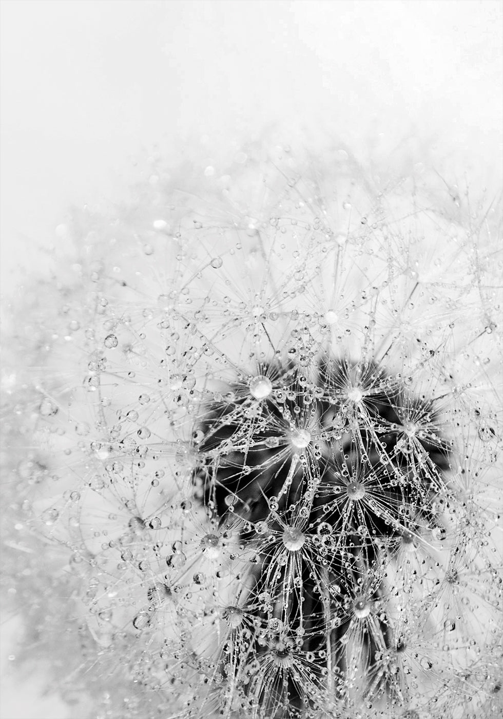Dandelion Flower with Dew Plakat