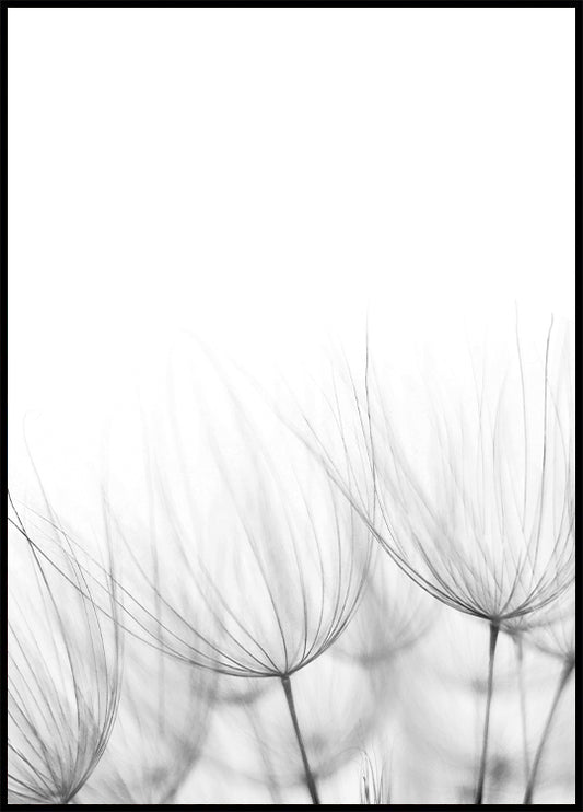 Dandelion Plakat