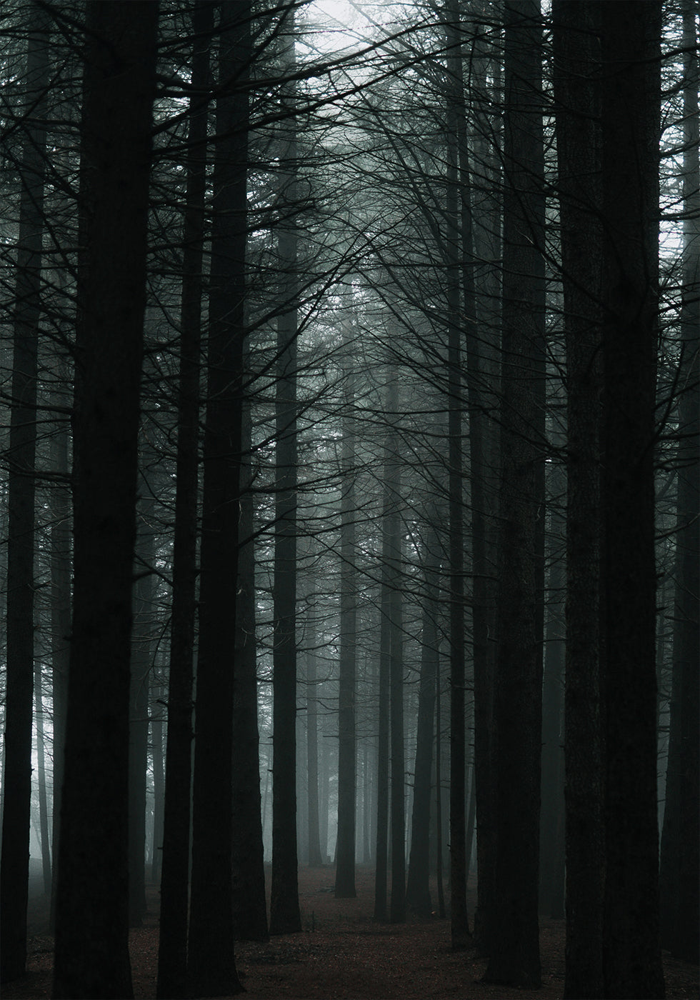 Dark Forest Plakat