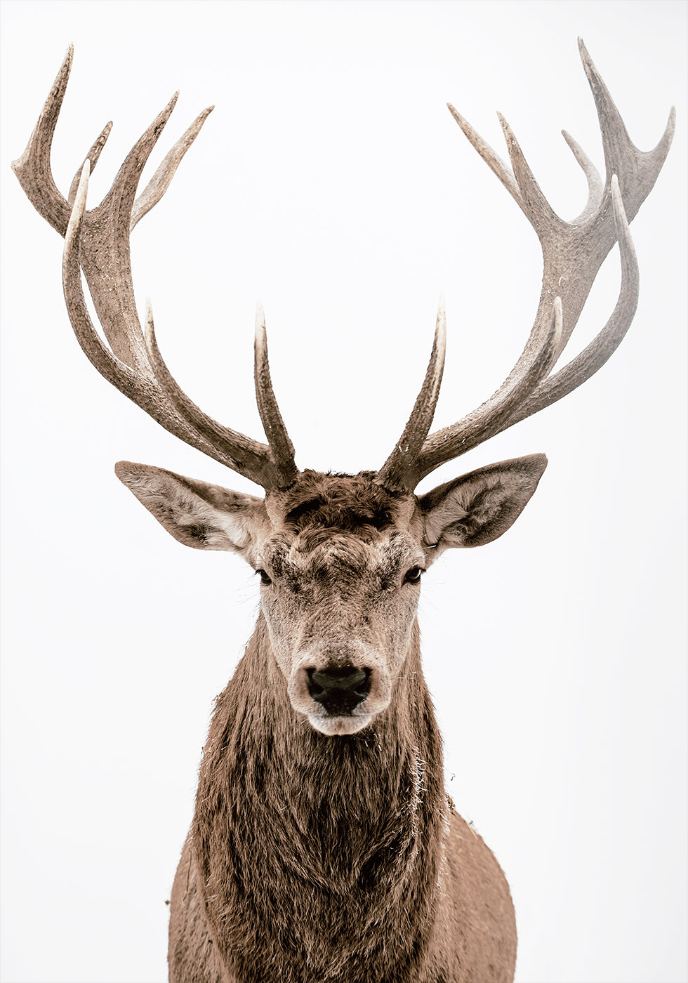 Deer Portrait Plakat