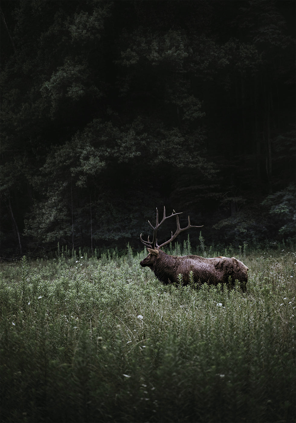 Deer in Nature Plakat