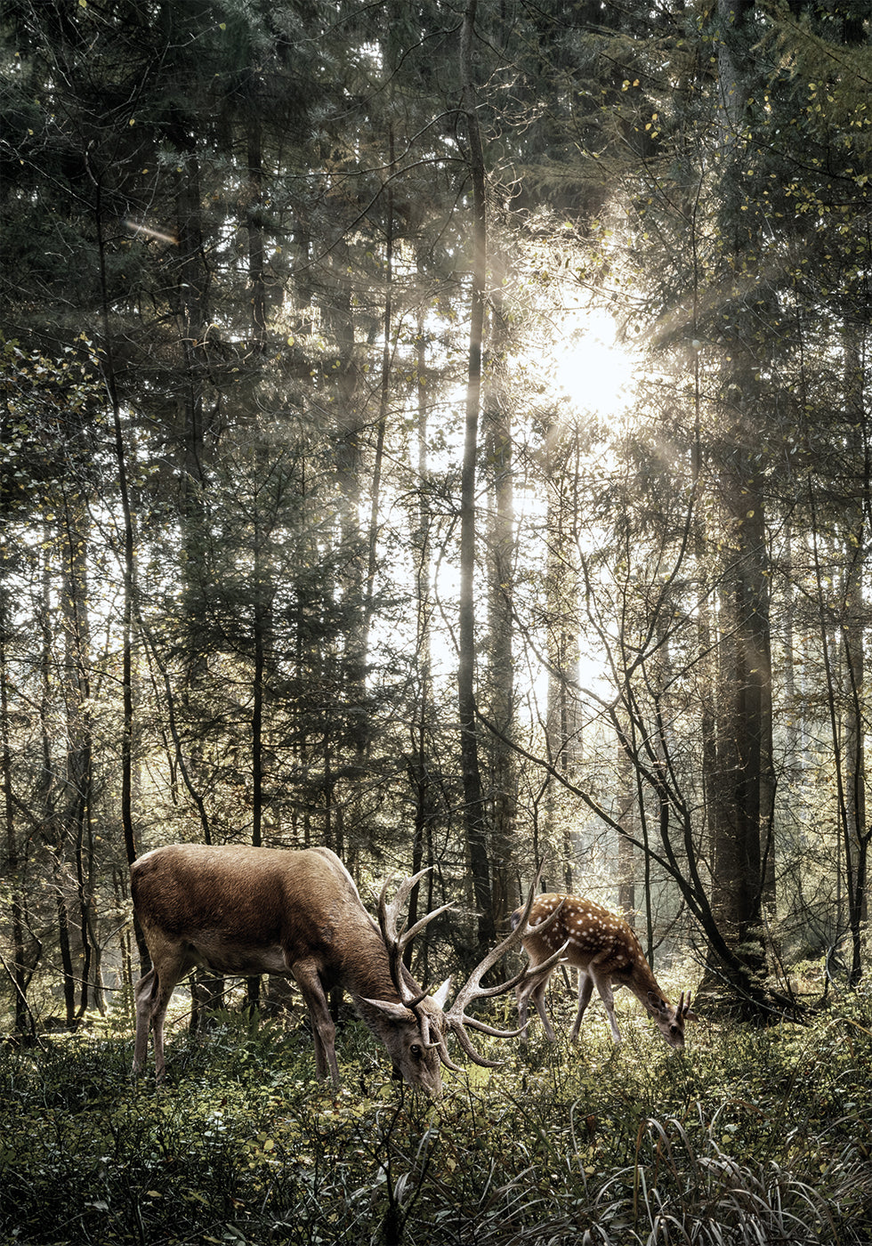 Deer In Forest Plakat