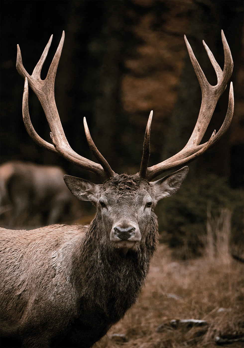 Majestic Stag in Autumn Forest Plakat