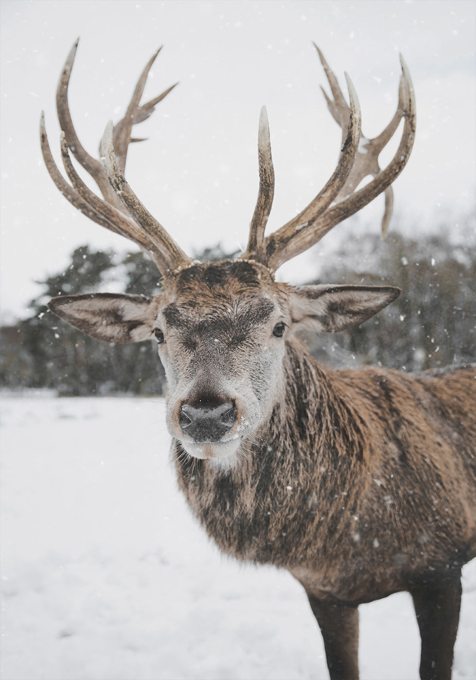 Majestic Deer in the Snow Plakat