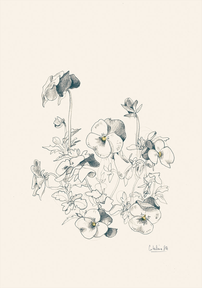 Pansies pencil drawing Plakat