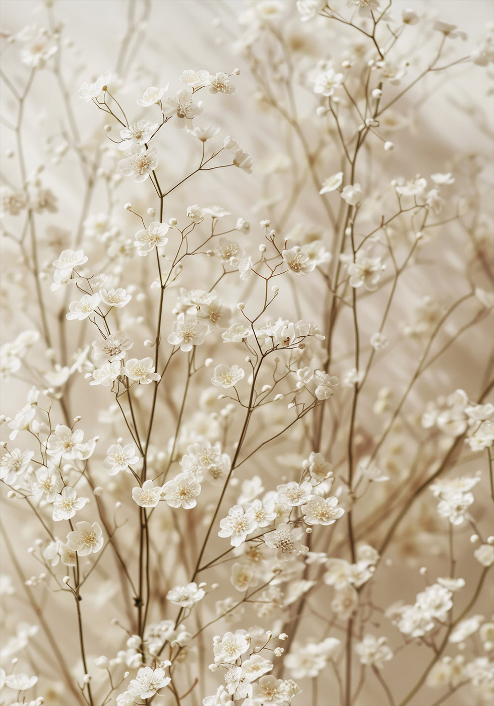 Gentle Bloom: Dried White Baby’s Breath Plakat
