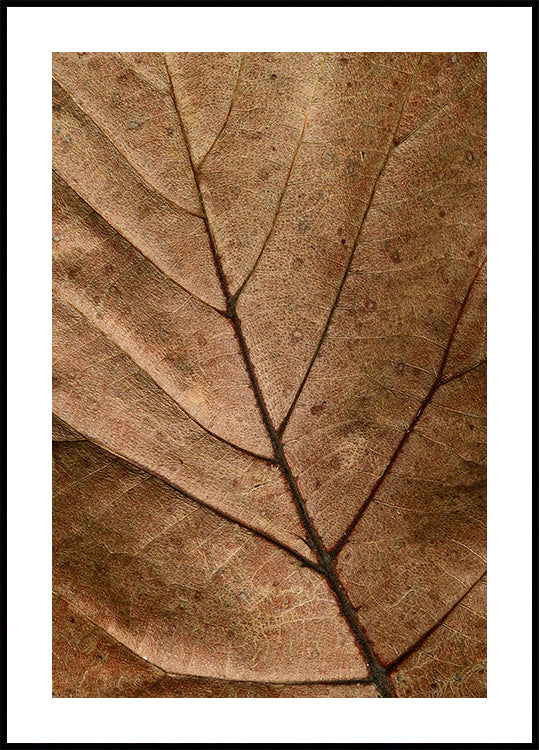 Textured Dry Leaf Plakat