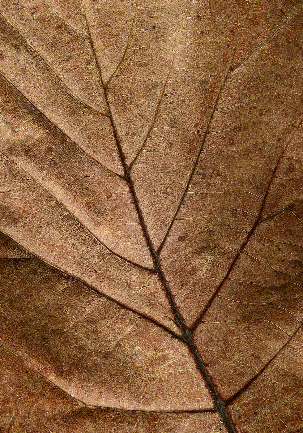 Textured Dry Leaf Plakat