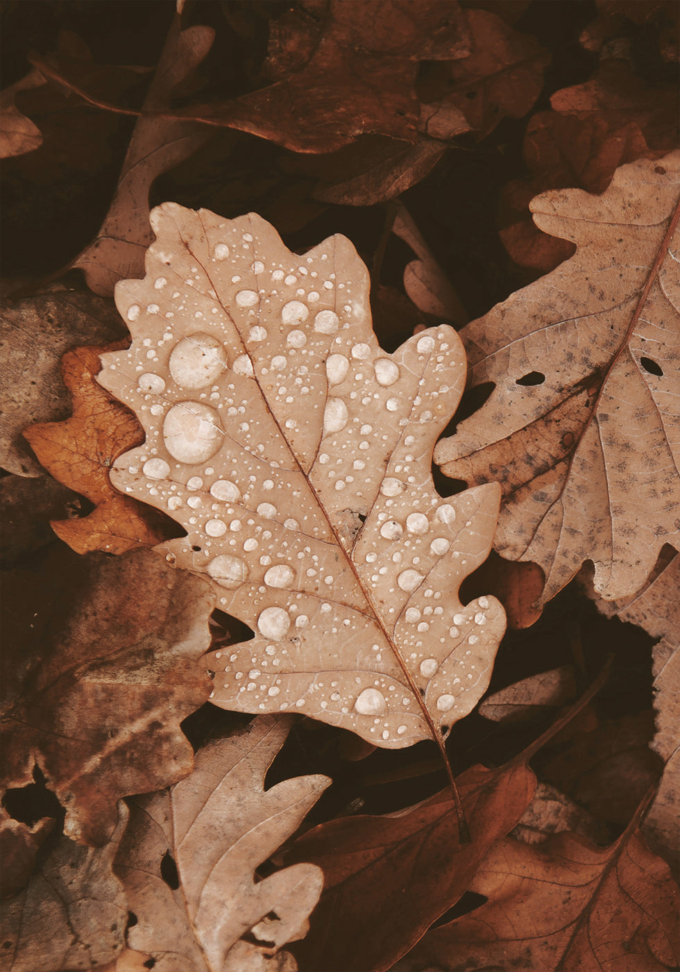 Dew-Dappled Autumn Leaves Plakat