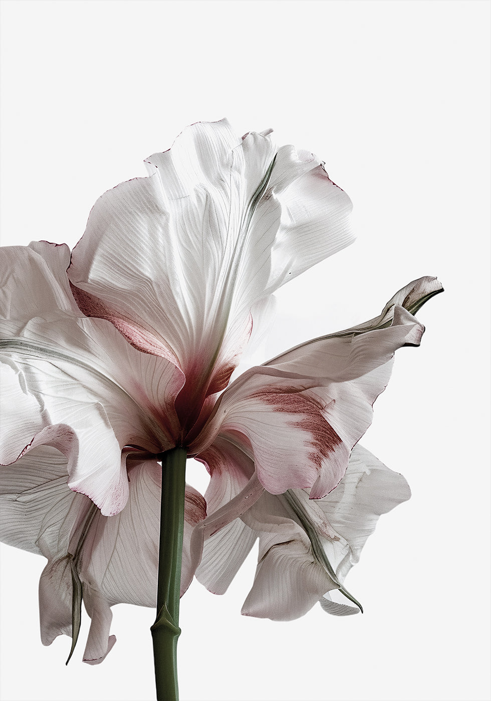 Wilting Beauty: A Drying Flower Plakat