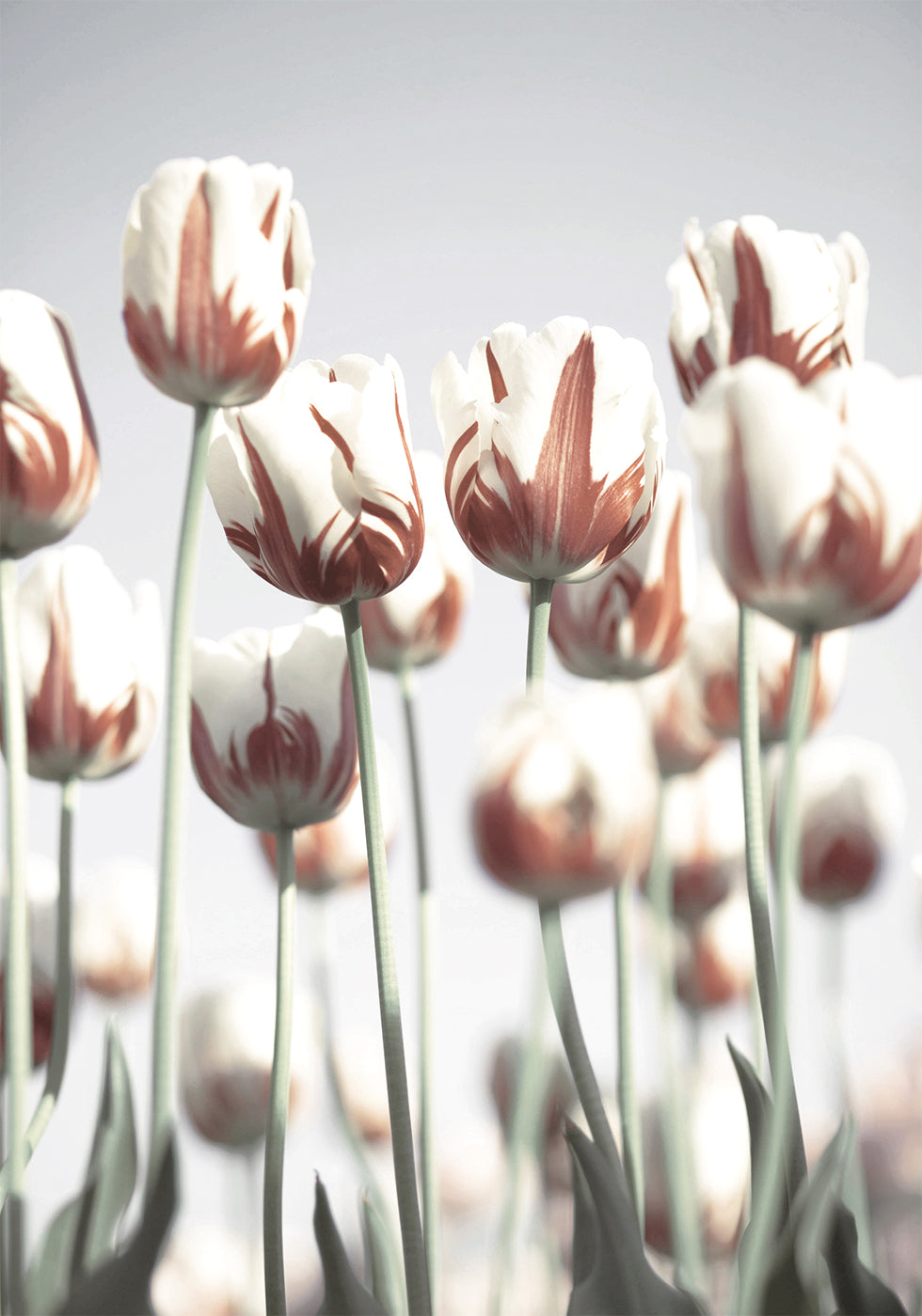 Dutch Tulips Plakat