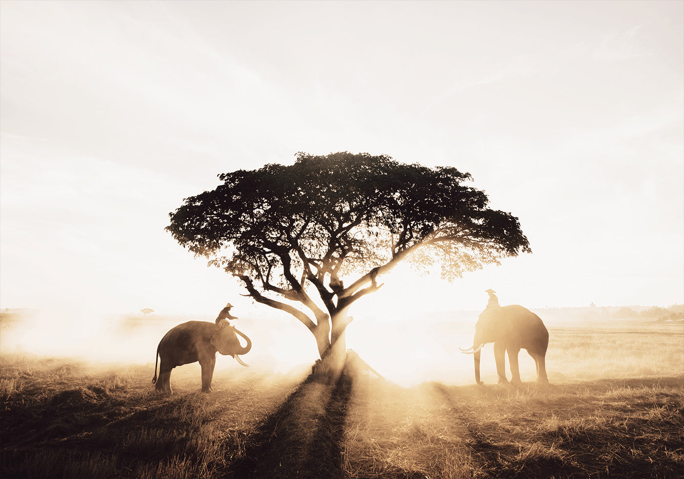 Elephants and Tree at Sunrise Plakat