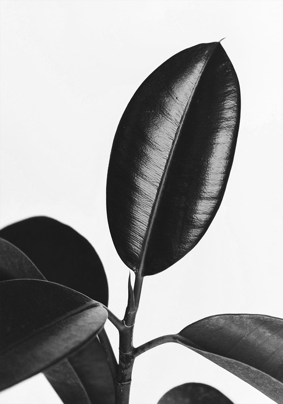 Ficus Leaves in Black & White Plakat