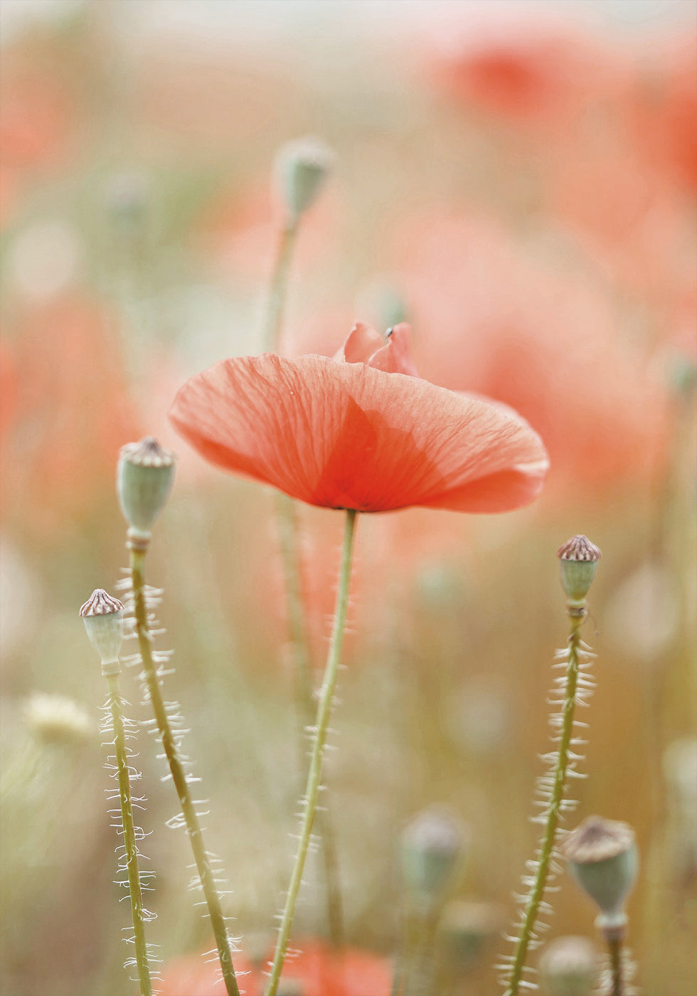 Field of Poppies Plakat