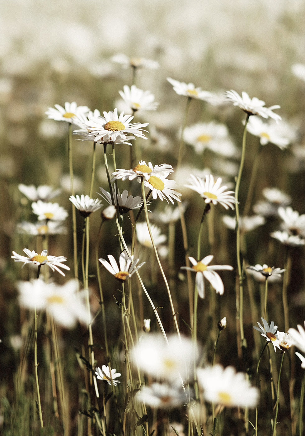 Field Of Daisies Plakat