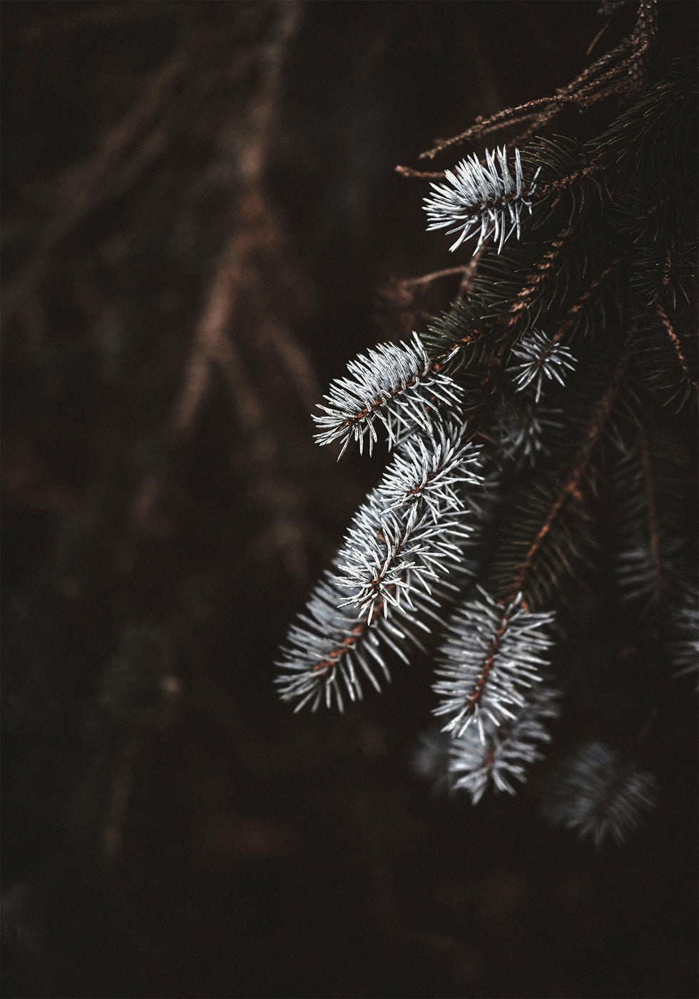 Fir Needle In White Plakat